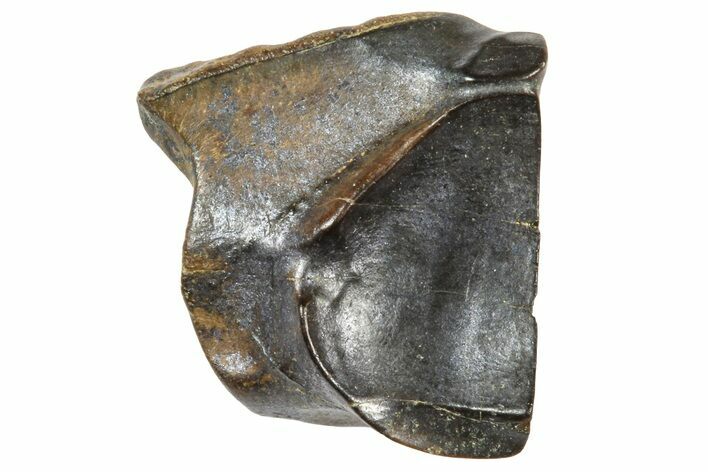 Fossil Triceratops Shed Tooth - Wyoming #364320
